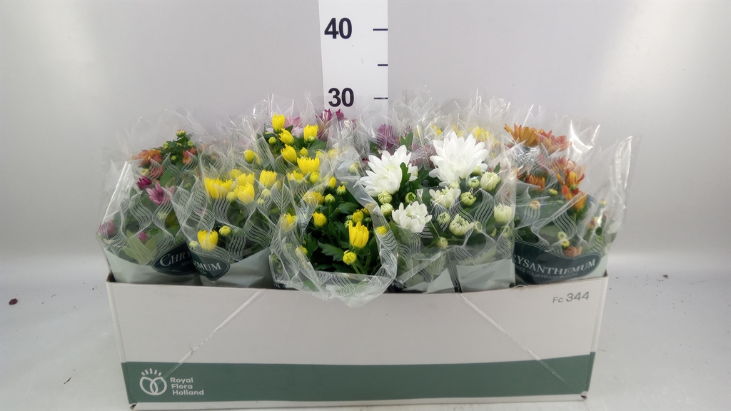 Chrysanth Mix 8 Colours 12Ø 25cm