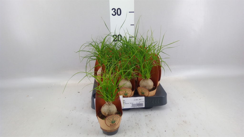 Beaucarnea Recurvata 6Ø 25cm