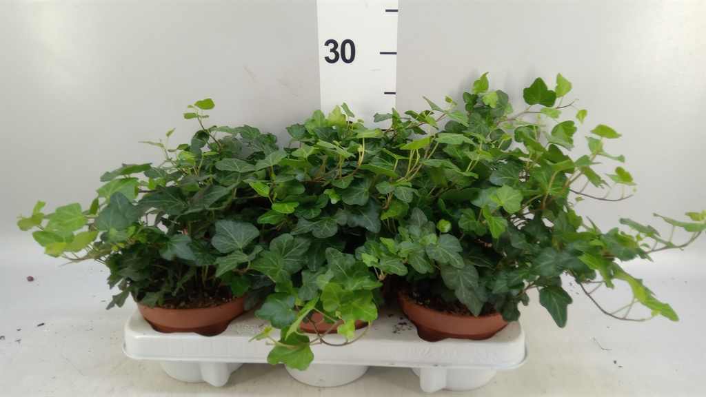 Hedera Helix Wonder 13Ø 15cm