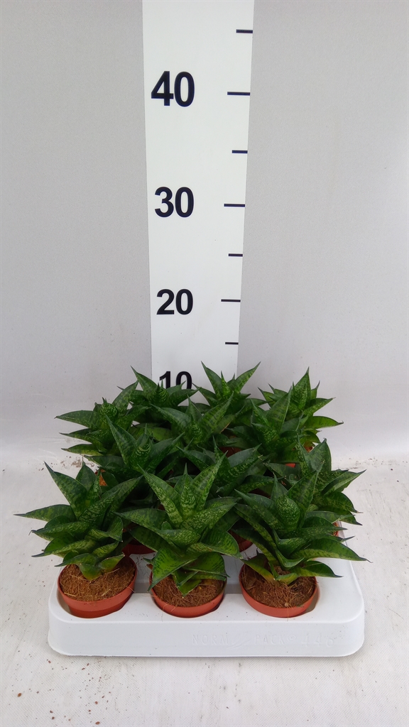 Sansev Cylindrica 6Ø 50cm