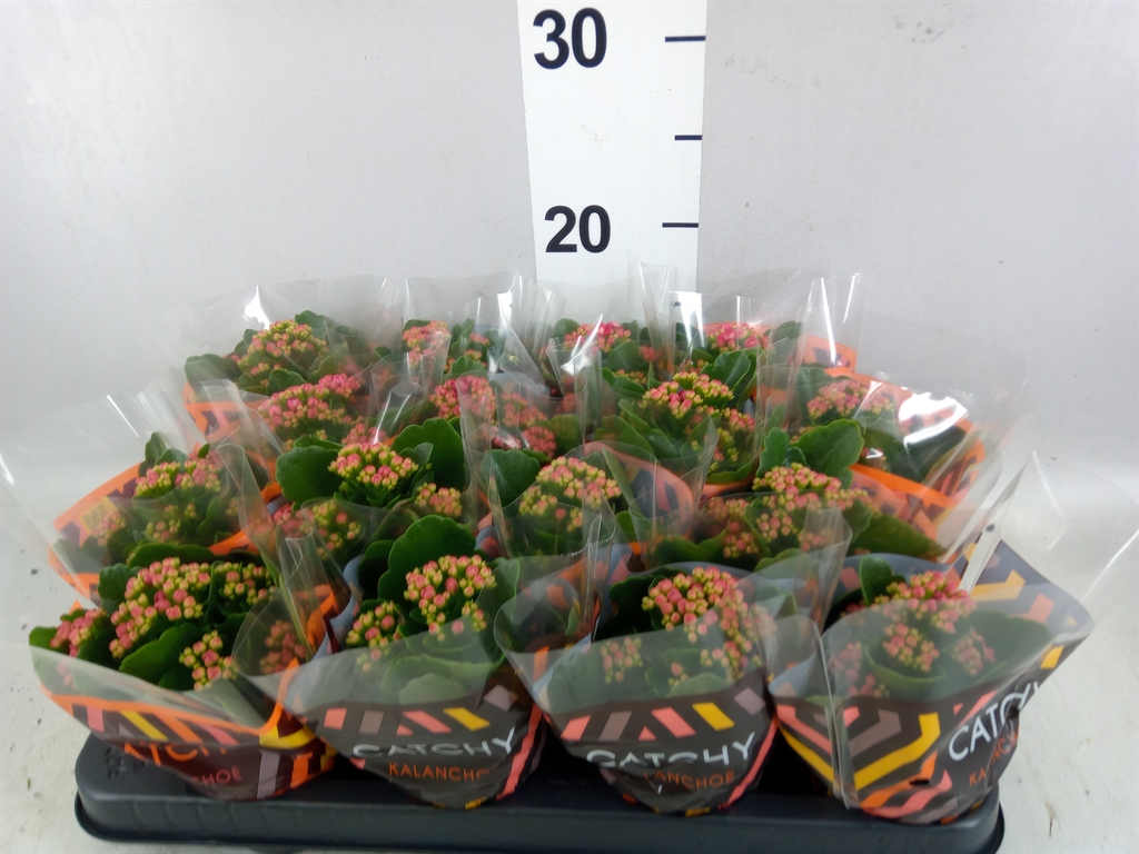Kalanchoe Double Garbo Lilac 8Ø 15cm