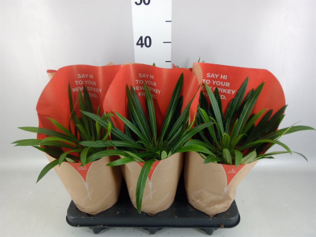 Pachypodium Lamerei 12Ø 35cm