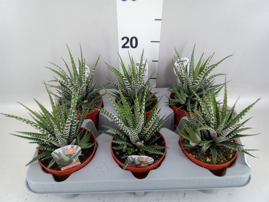 Haworthia Big Band 10Ø 16cm