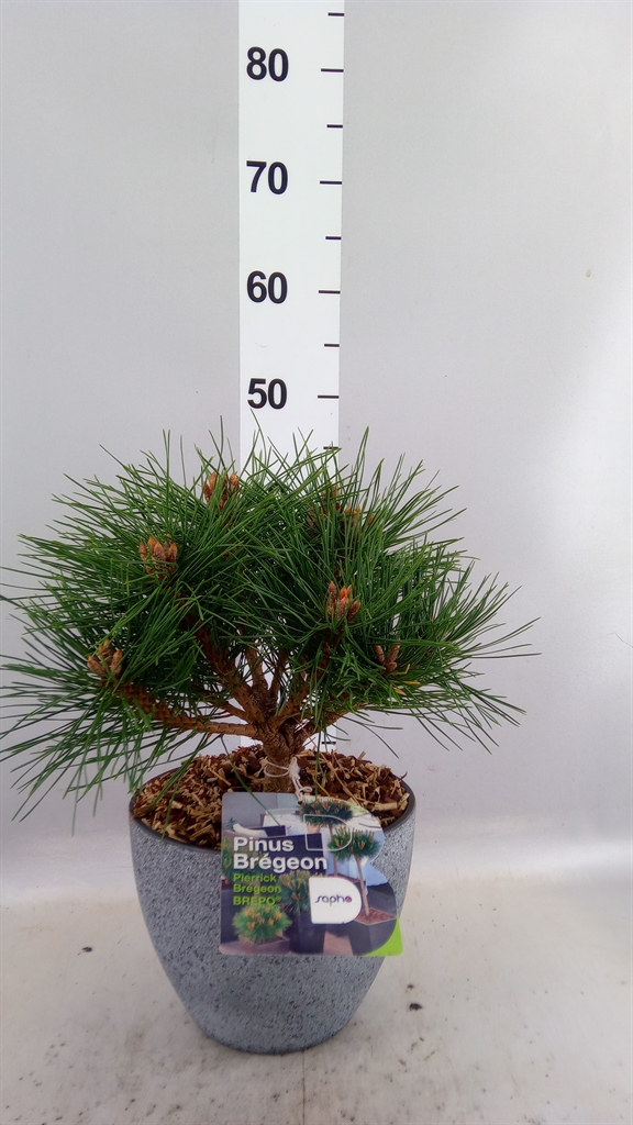 Pinus Overig 22Ø 40cm