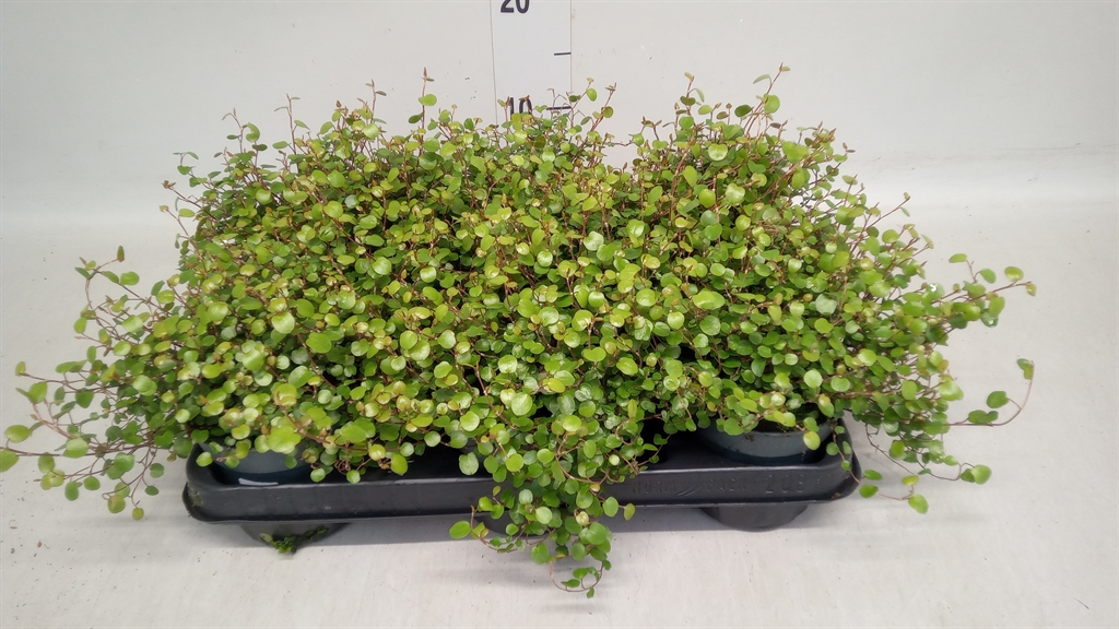 Muehlenbeckia Mao'ri 11Ø 15cm