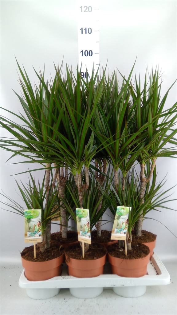 Dracaena 17Ø 75cm