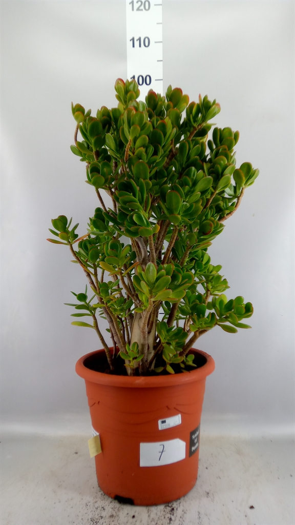 Crassula Ovata 32Ø 85cm