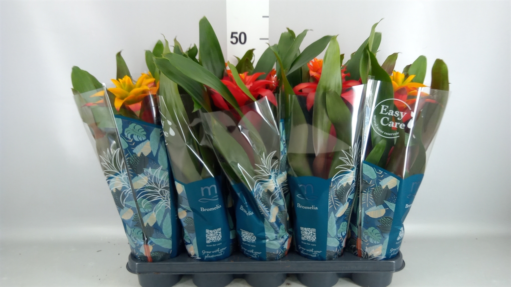 Guzmania Mix 3 Kinds 12Ø 42cm