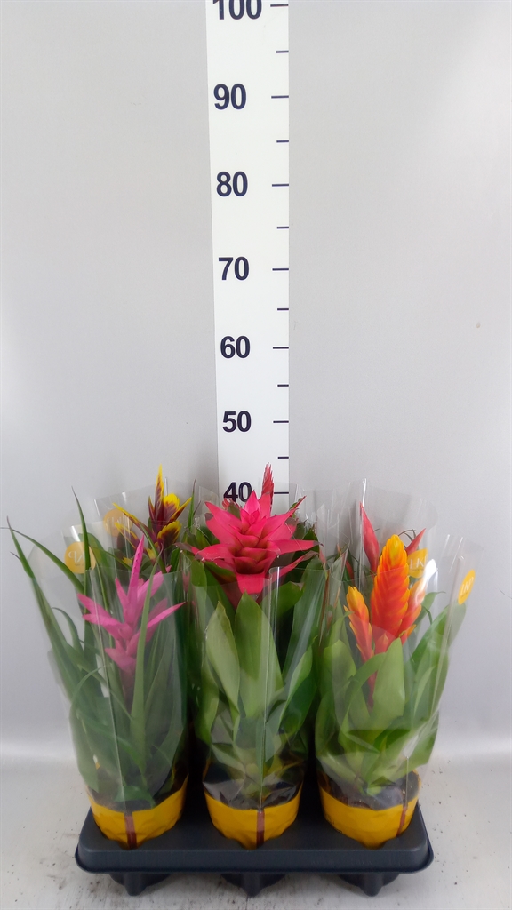 Bromelia Gem 10 Srt 12Ø 45cm