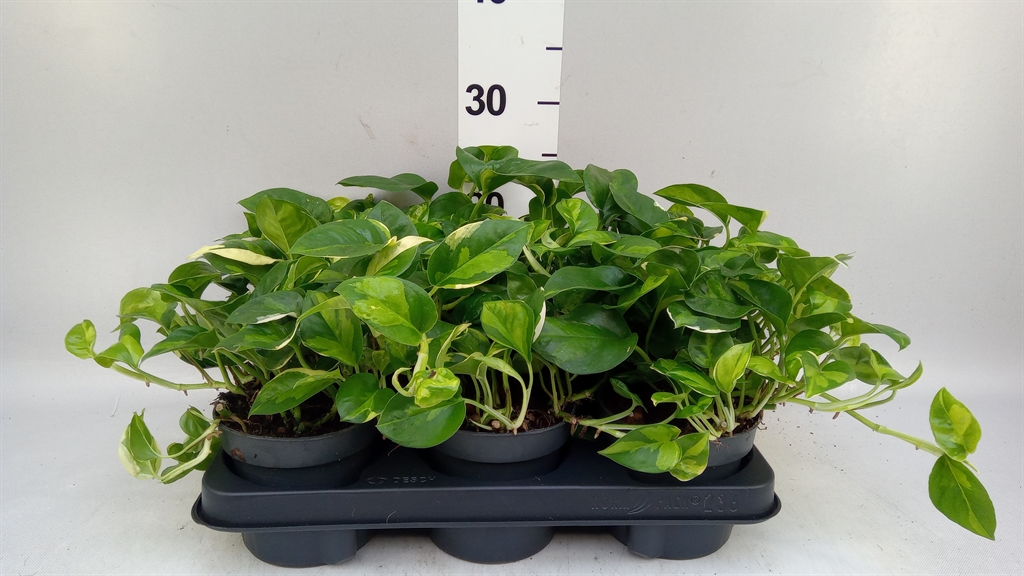 Epipr Global Green 12Ø 20cm