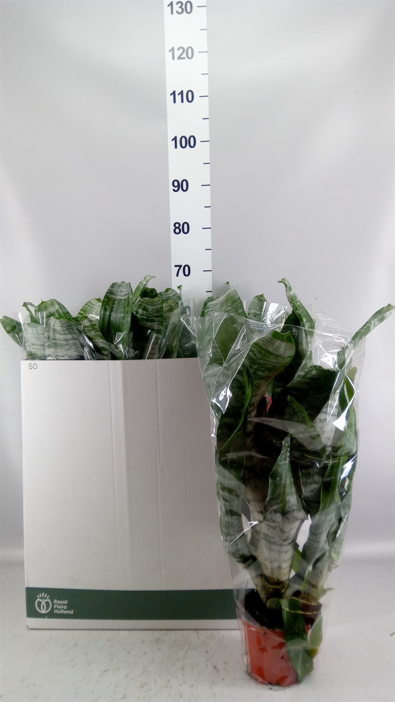 Aechmea Fasciata Primera 12Ø 50cm