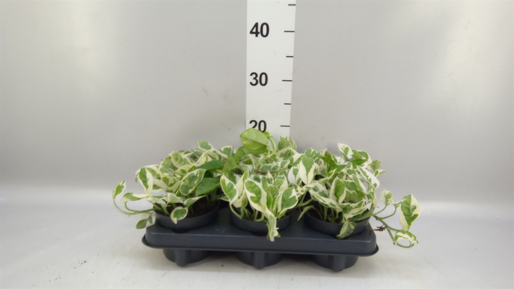 Epipr Aureum Njoy 12Ø 15cm