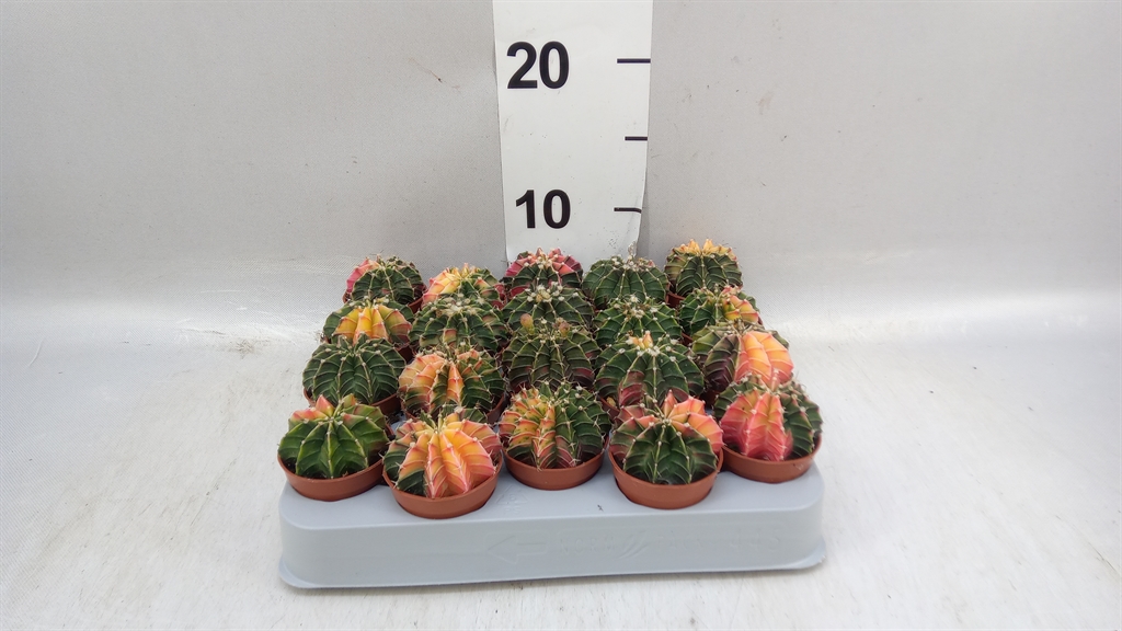 Gymno Overig 505Ø 8cm