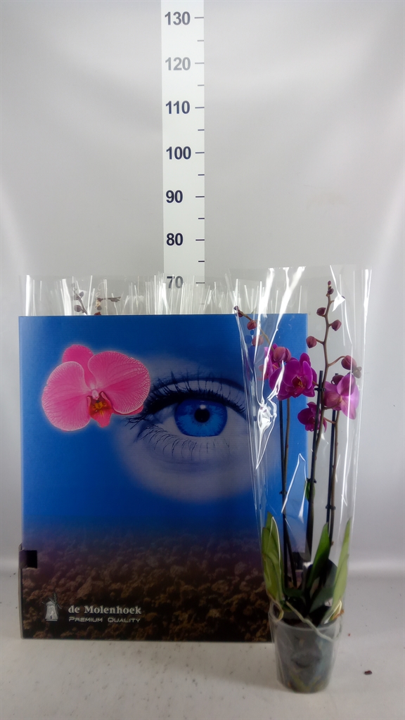 Phalaenopsis Mix 6 Colours 12Ø 60cm 3st