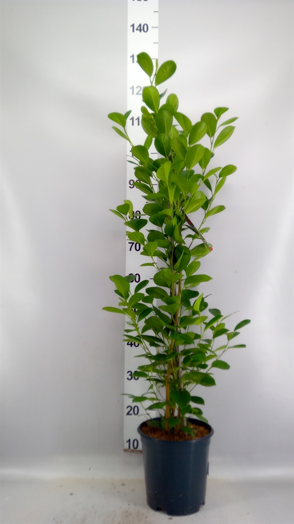 Ficus Microcarpa Moclame 21Ø 105cm