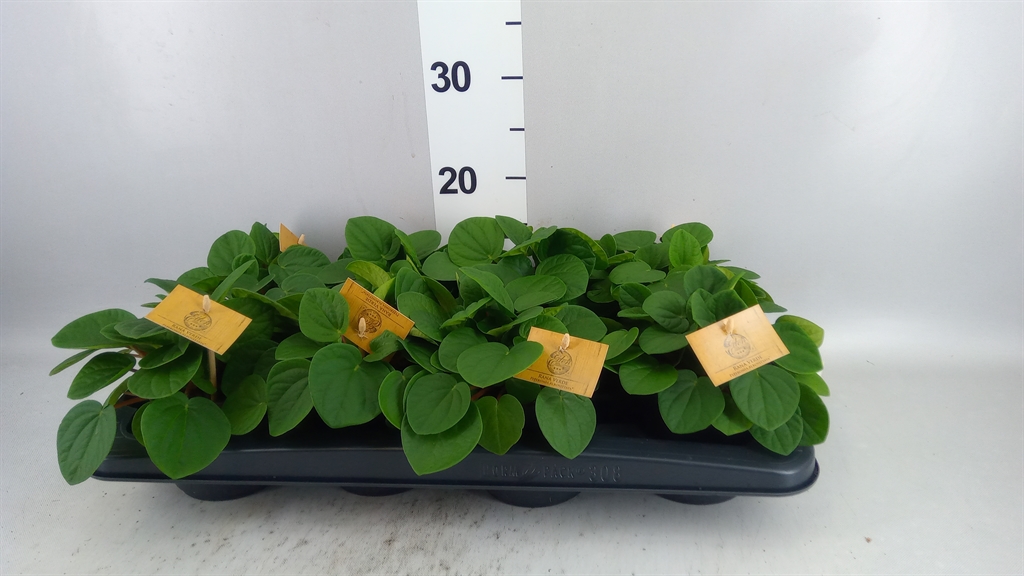 Peperomia Albovittata Rana Verde 10Ø 15cm