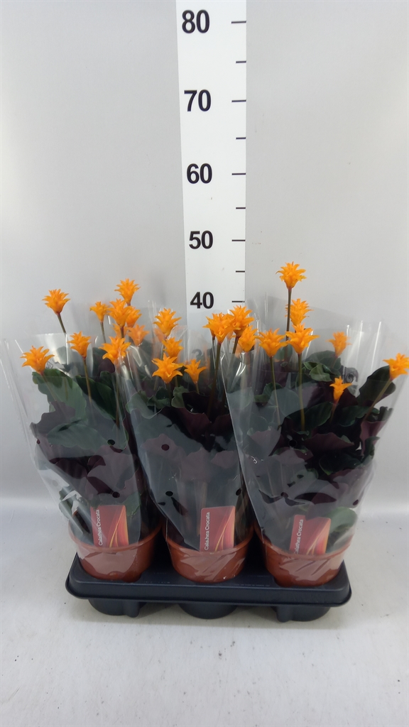 Calat Crocata 14Ø 40cm