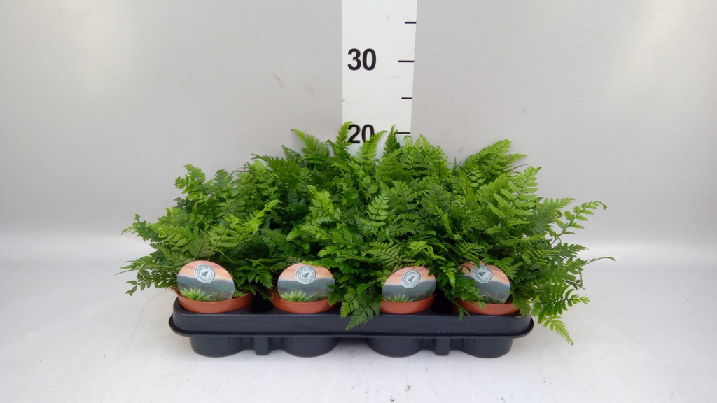 Polystichum Tsussime 9Ø 15cm