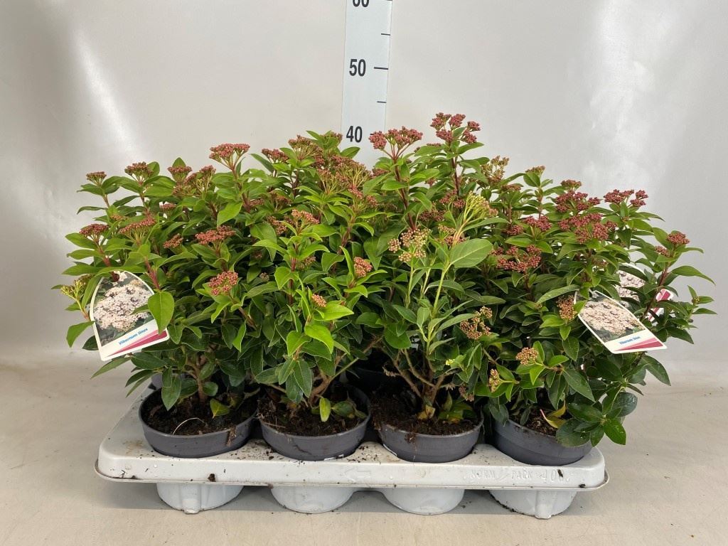 Viburnum Tinus 30cm