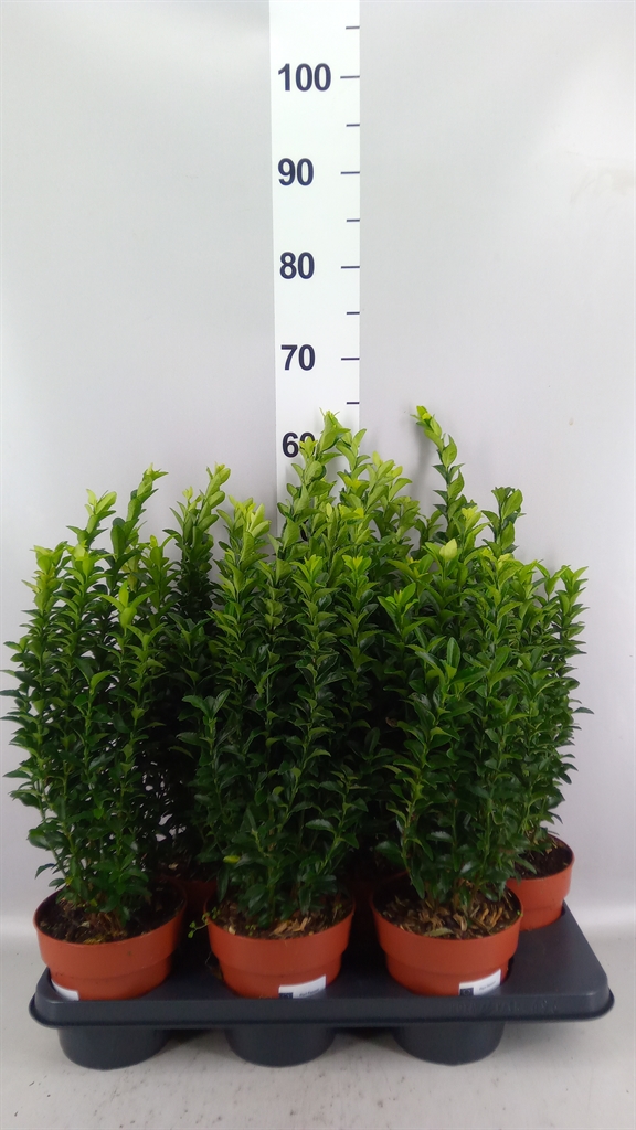 Euonymus Green Spire 15Ø 50cm
