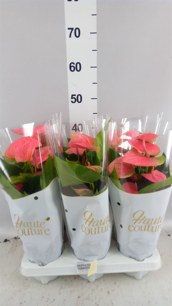 Anthurium Sweet Dream 12Ø 40cm
