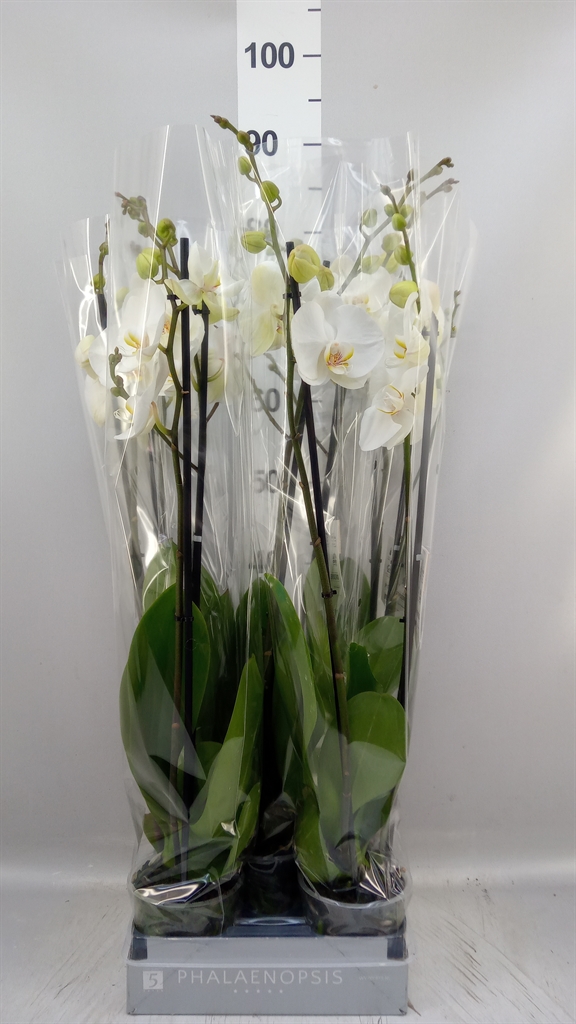 Phalaenopsis White World 12Ø 65cm 2st
