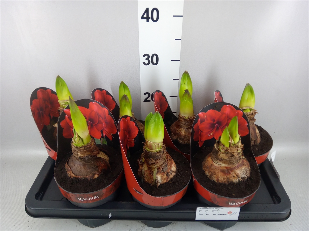 Hippeastrum Magnum 14Ø 25cm