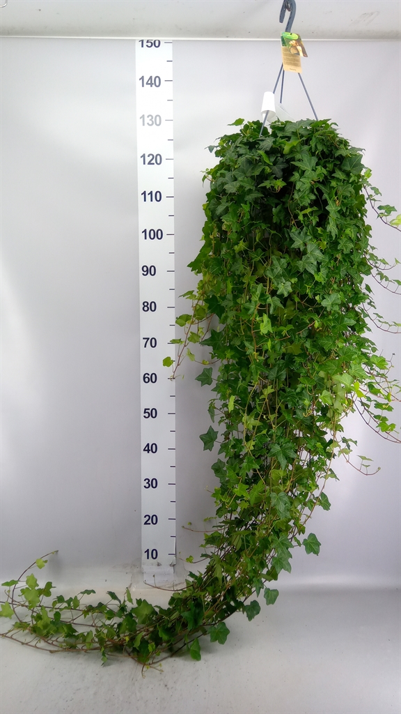 Hedera Helix Pittsburgh 24Ø 160cm
