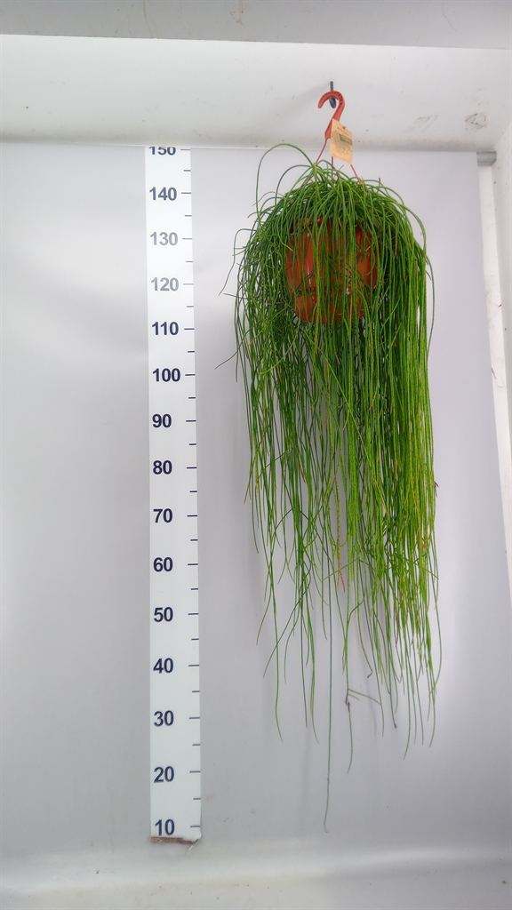 Rhipsalis Floccosa 21Ø 40cm