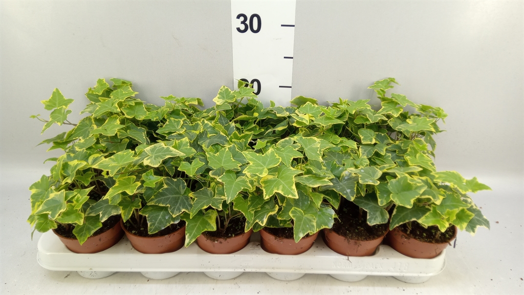 Hedera Helix Yellow Farigata Mix 9Ø 10cm