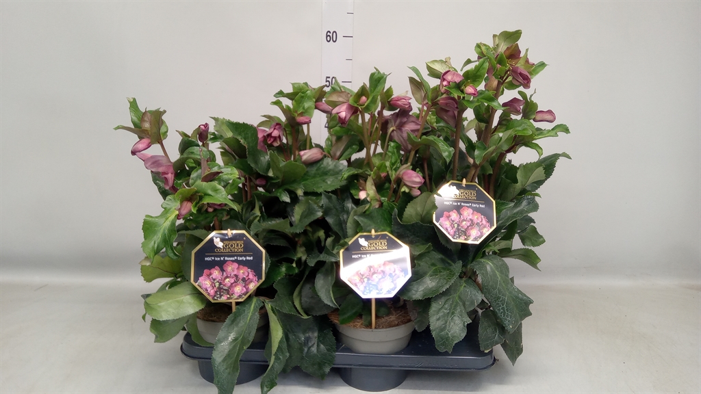 Helleborus Hgc Ice N' Roses Early Red 17Ø 40cm
