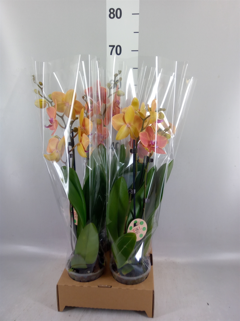 Phal Ov Oranje 12Ø 50cm