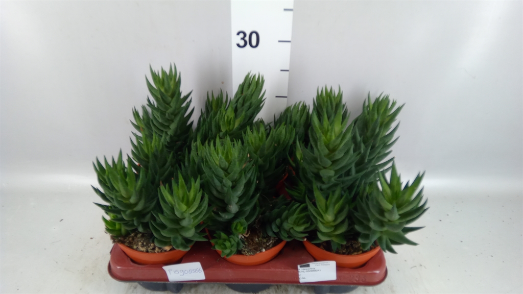Haworthia 13Ø 25cm