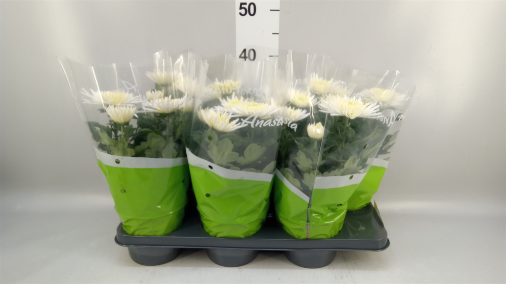 Chrysanth Anastasia 15Ø 35cm