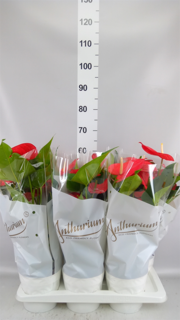 Anthurium Minnesota 17Ø 55cm