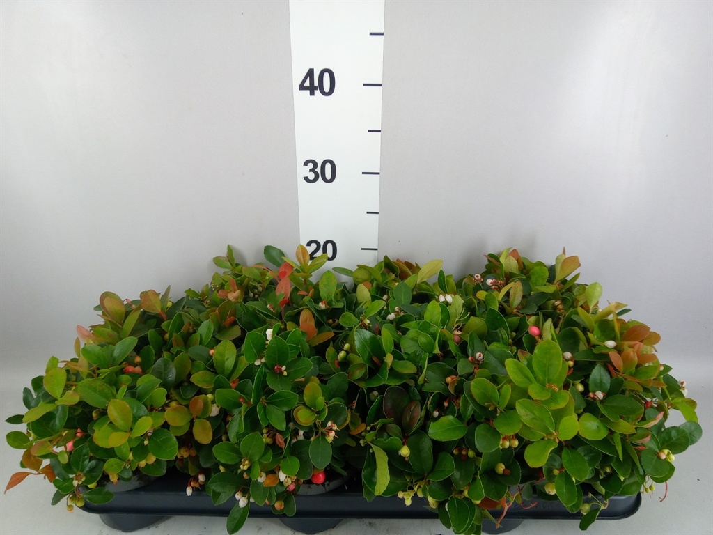 Gaultheria Procumbens 10Ø 15cm