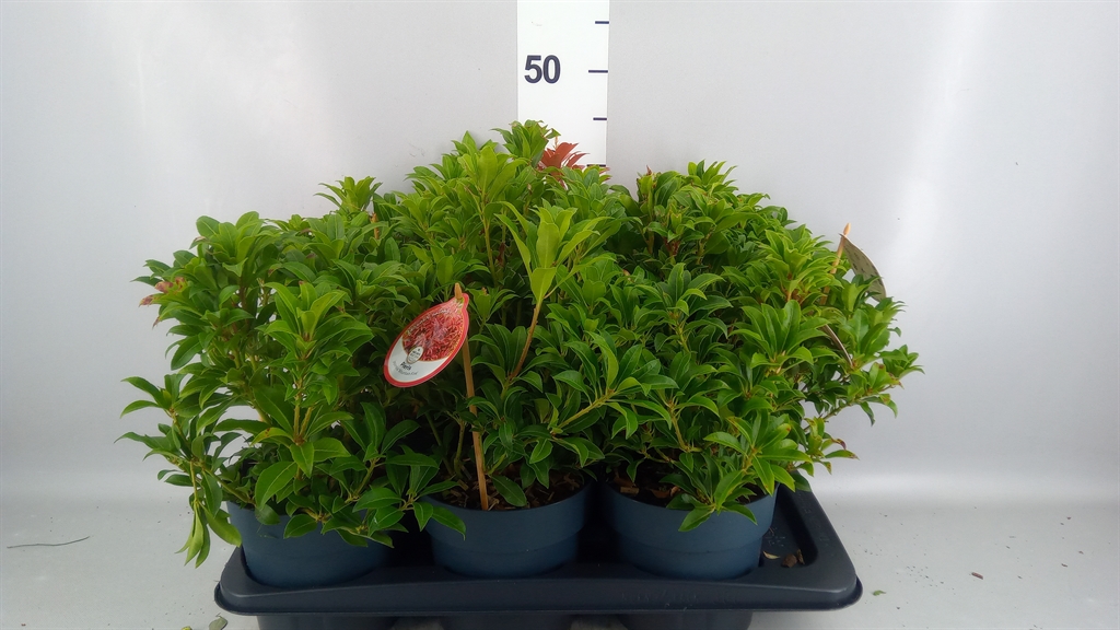 Pieris Mountain Fire 17Ø 40cm