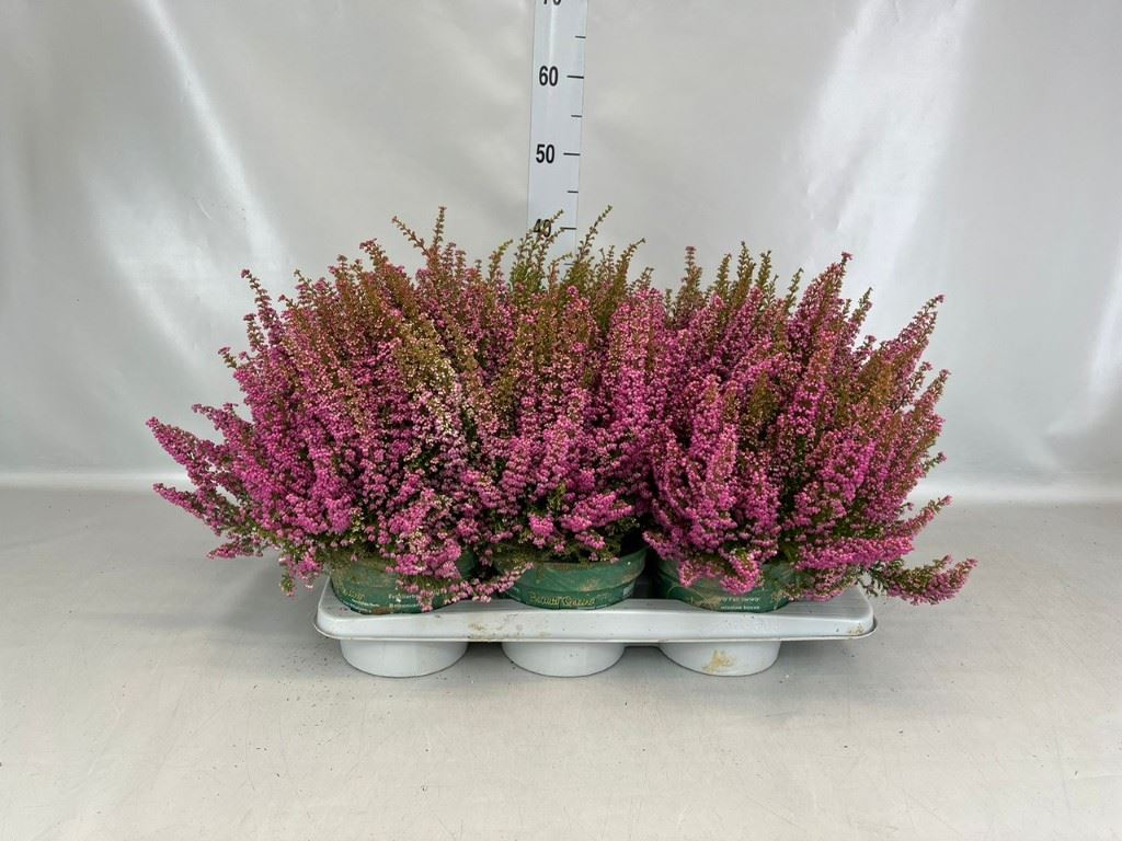 Erica Gracilis Beauty Queen Sofie 17Ø 45cm