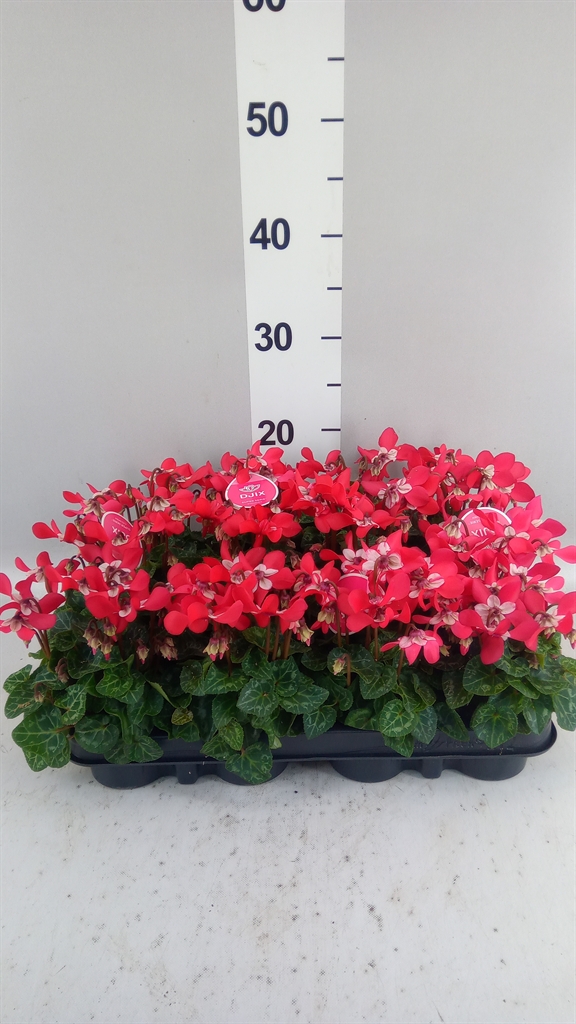 Cyclamen Super Serie Djix 7Ø 15cm