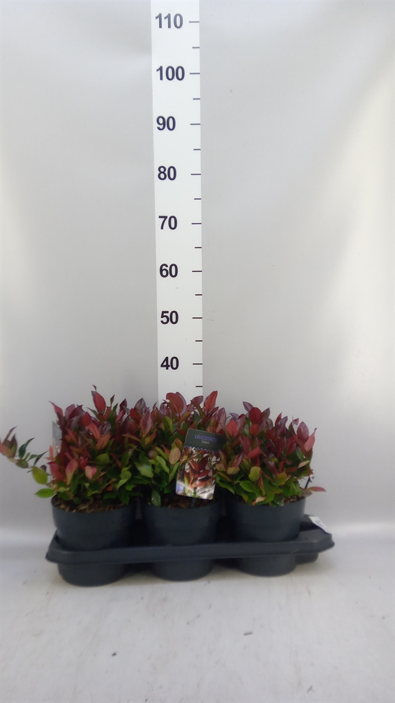 Leucothoe Zeblid 17Ø 20cm