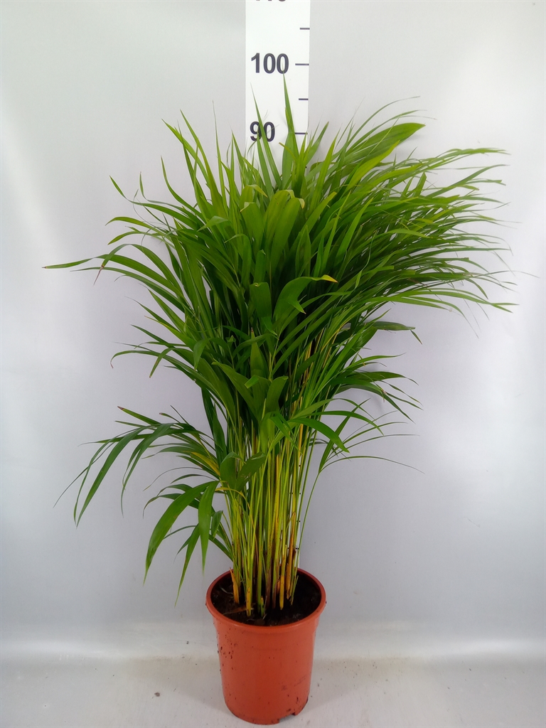 Dypsis Lutescens 19Ø 85cm