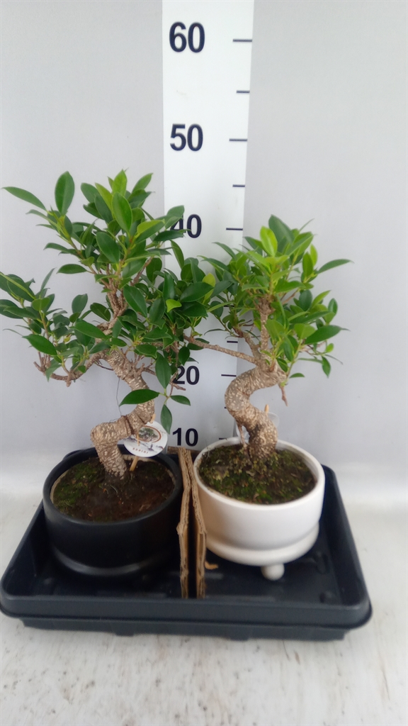 Bonsai Mix 17Ø 35cm