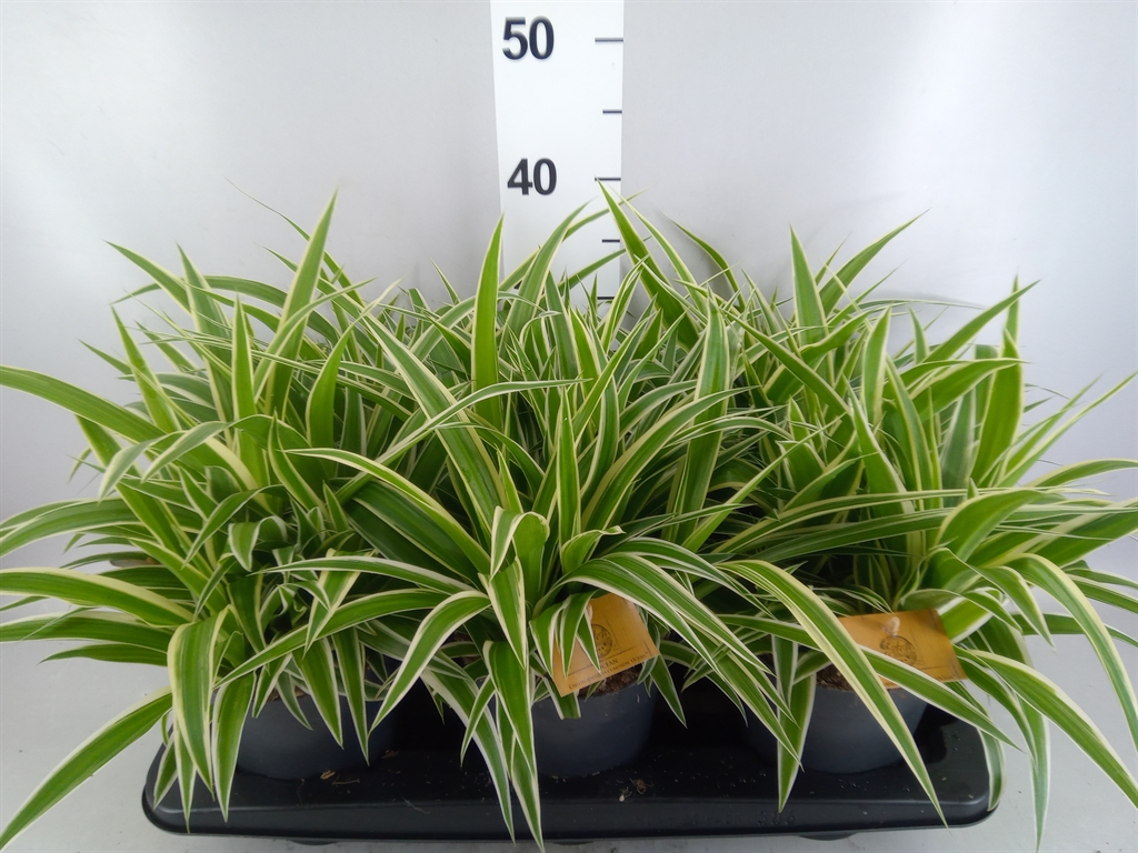 Chlorophytum Ocean 15Ø 35cm
