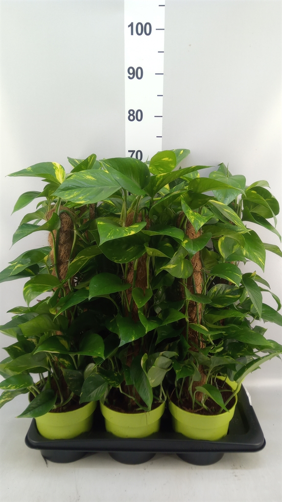 Epipremnum Moss Stick 17Ø 70cm