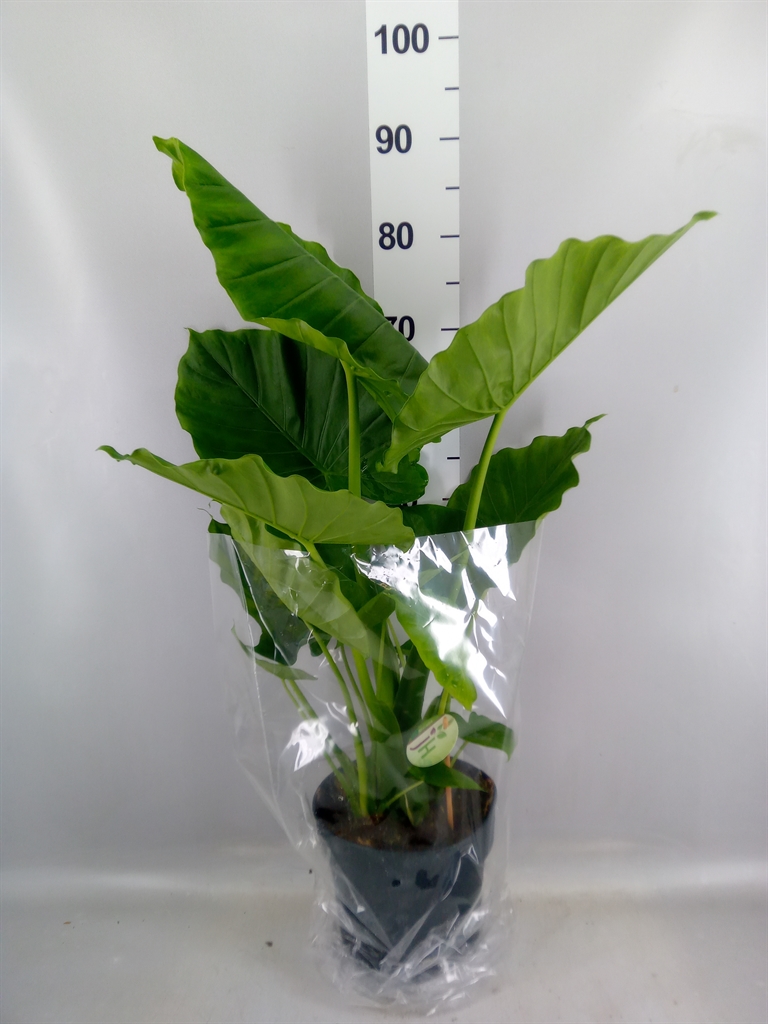 Alocasia Gageana 21Ø 90cm