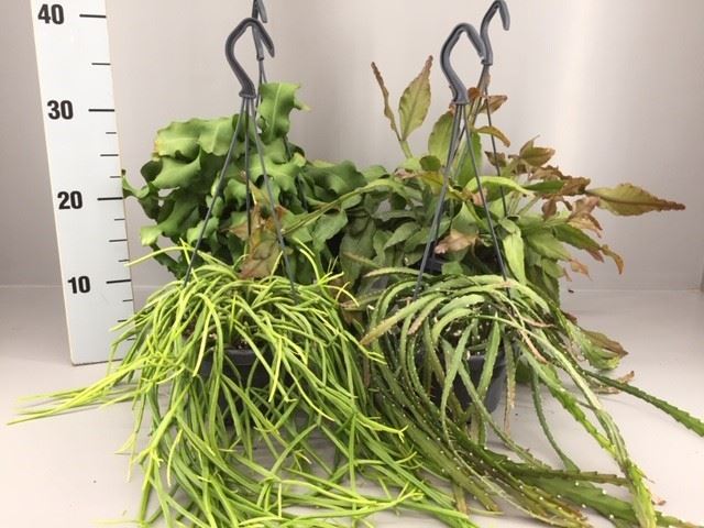 Rhipsalis Gemengd 14Ø 30cm
