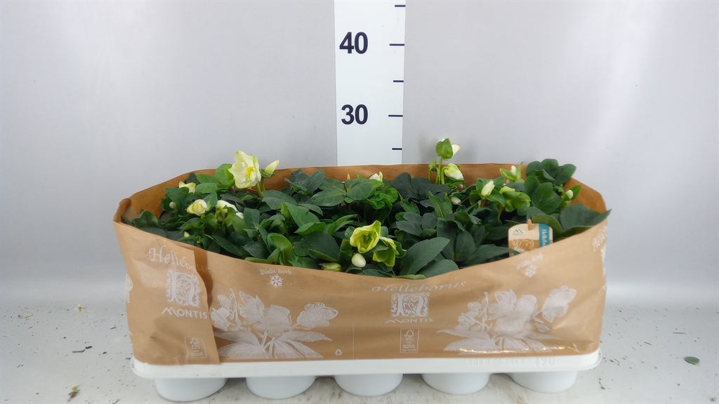 Helleborus Christmas Carol 12Ø 24cm