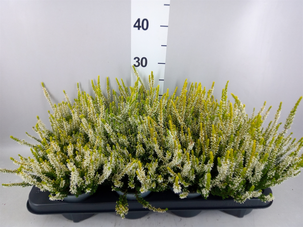 Calluna Beauty Ladies Agneta 12Ø 25cm