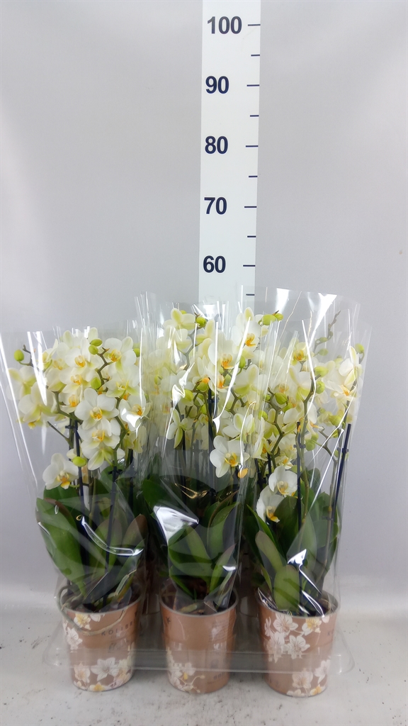 Phalaenopsis Multiflora Lausanne 12Ø 40cm 4st
