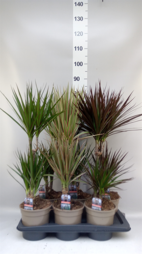 Dracaena Mix 17Ø 75cm